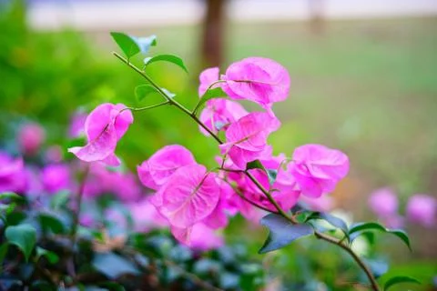 Different flowers background Stock Photos