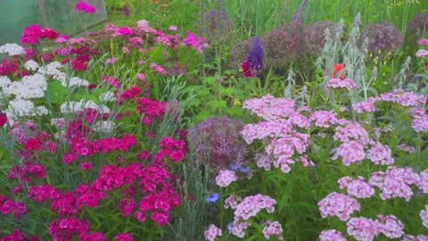 Different flowers on garden Stock Footage 144472965