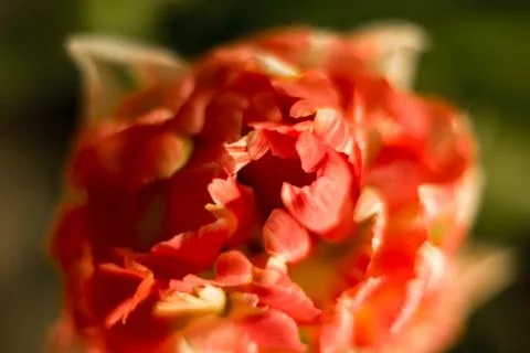 Different flowers macro, background, wallpaper Stock Photos