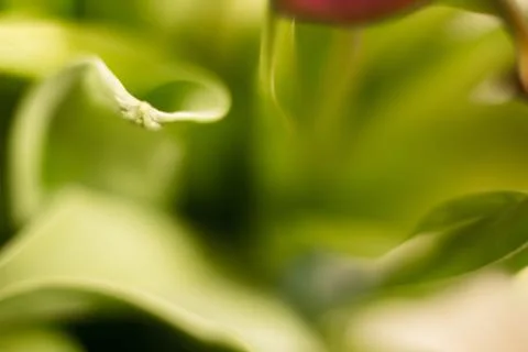 Different flowers macro, background, wallpaper Stock Photos