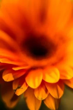Different flowers macro, background, wallpaper Stock Photos