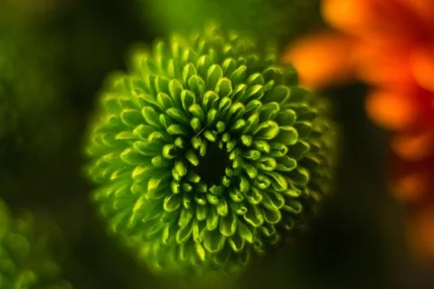Different flowers macro, background, wallpaper Stock Photos