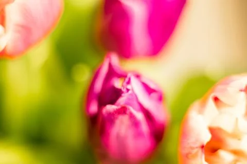 Different flowers macro, background, wallpaper Stock Photos