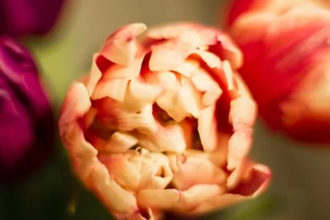 Different flowers macro, background, wallpaper Stock Photos
