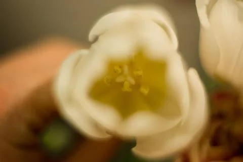 Different flowers macro, background, wallpaper Stock Photos
