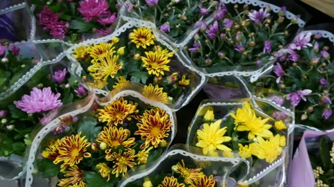 Different flowers in pots. Stock Footage 122386683