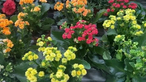 Different Flowers In Pots Stock Footage 251954891