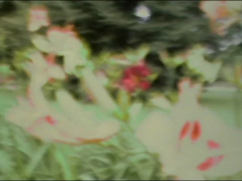 Different Flowers Pulled Focus Stock Footage 135660785
