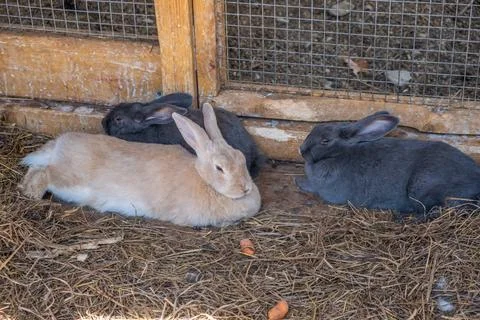 Different fluffy rabbits in the paddock lie resting and eating from Stock Photos