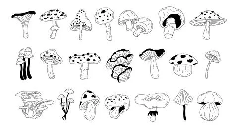 Different forest mushrooms drawn in doodle style Stock Illustration