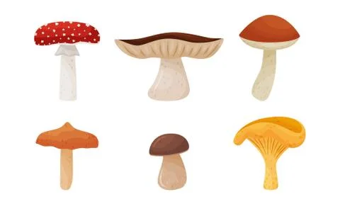 Different Forest Mushrooms Isolated on White Background Vector Set イラスト素材