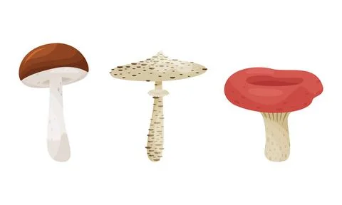 Different Forest Mushrooms or Toadstool with Stem and Cap Isolated on White Illustrazione stock