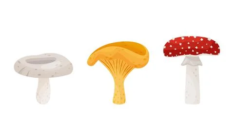Different Forest Mushrooms or Toadstool with Stem and Cap Isolated on White Stockillustratie