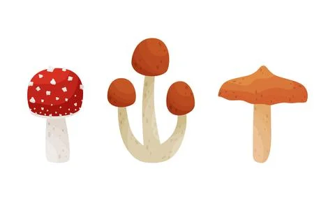 Different Forest Mushrooms or Toadstool with Stem and Cap Isolated on White Illustrazione stock