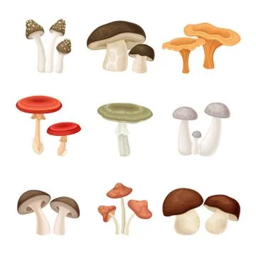 Different Forest Mushrooms or Toadstools with Stem and Cap Isolated on White Stock Illustration