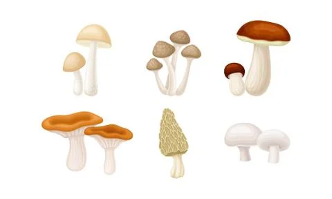 Different Forest Mushrooms or Toadstools with Stem and Cap Isolated on White Stock Illustration
