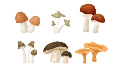 Different Forest Mushrooms or Toadstools with Stem and Cap Isolated on White Stock Illustration