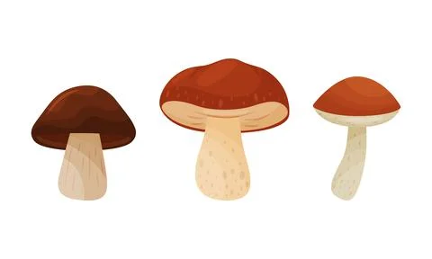 Different Forest Mushrooms with Stem and Cap Isolated on White Background Vector Illustrazione stock