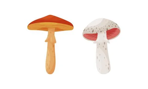 Different Forest Mushrooms with Stem and Cap Isolated on White Background Vector Illustrazione stock