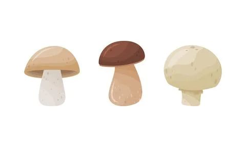 Different Forest Mushrooms with Stem and Cap Isolated on White Background Vector Illustrazione stock