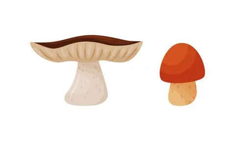 Different Forest Mushrooms with Stem and Cap Isolated on White Background Vector Illustrazione stock