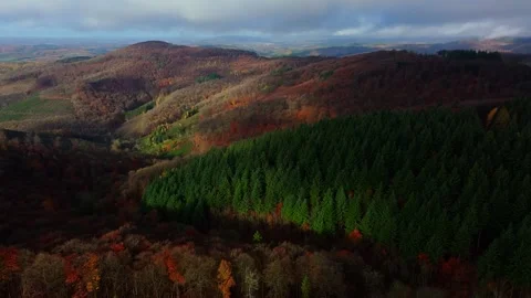 Different forest types in autumn 4k 25fps video Stock-Footage 321311508