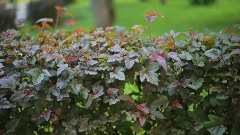 Different frames display leaves changing colors on a plant in an outdoor area. Vídeos de archivo 344528085