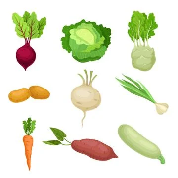 Different Fresh Vegetables And Herbs For Healthy Nutrition Vector Illustration 스톡 일러스트