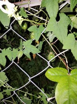 Different Fruit Stock Photos