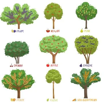 Different fruit trees sorts with names set, garden trees and berry bushes vector Stock Illustration