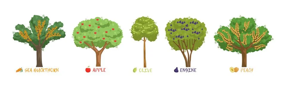 Different Fruit Trees Sorts with Names Vector Set Stock Illustration