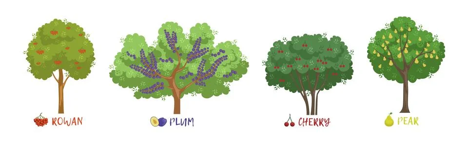 Different Fruit Trees Sorts with Names Vector Set Stock Illustration