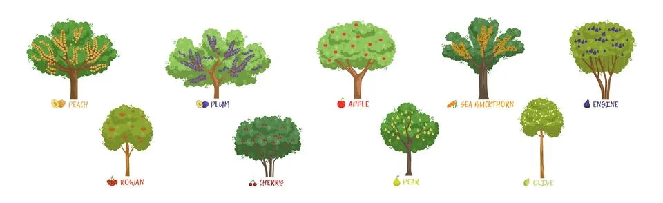 Different Fruit Trees Sorts with Names Vector Set Stock Illustration