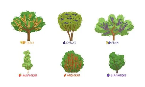 Different Garden Berry Shrubs Sort with Name Inscription Vector Set Stock Illustration