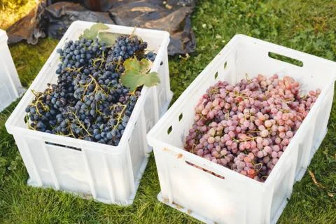 Different grape varieties for winemaking or sale in boxes during the harvest. Stock Photos