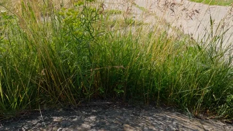 Different grass growing next concrete patch in sunny windy weather Stock Footage 235674894