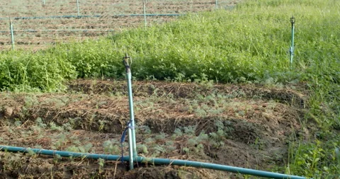 Different grass growth after applying two types of agricultural chemicals Stock Footage 321798731