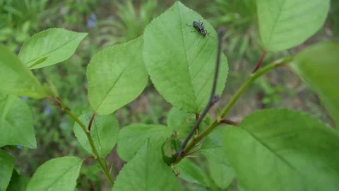 Different green foliage Stock Footage 108424145