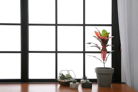 Different green plants on window sill at home. Space for text Fotos Stock