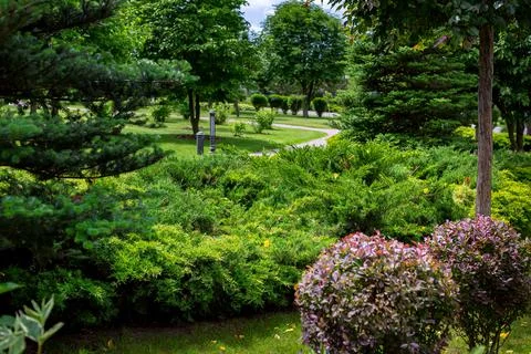 Different growing plants with evergreen pine trees and thuja bushes. Stock Photos