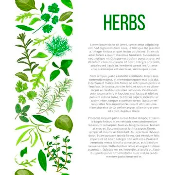 Different herbs with description text Illustrazione stock