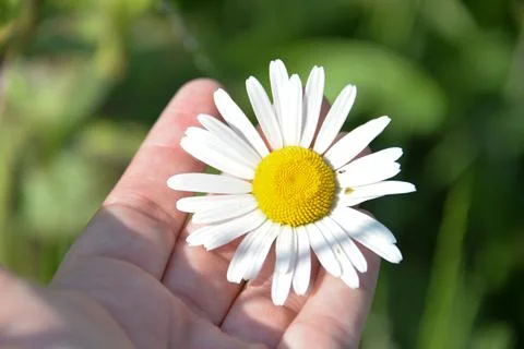 Different herbs grow in the fields in the summer Stock Photos