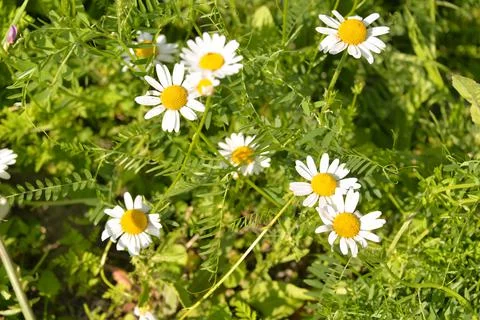 Different herbs grow in the fields in the summer Stock Photos