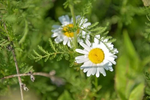 Different herbs grow in the fields in the summer Stock Photos