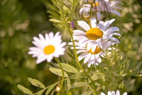 Different herbs grow in the fields in the summer Stock Photos
