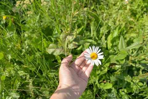 Different herbs grow in the fields in the summer Stock Photos