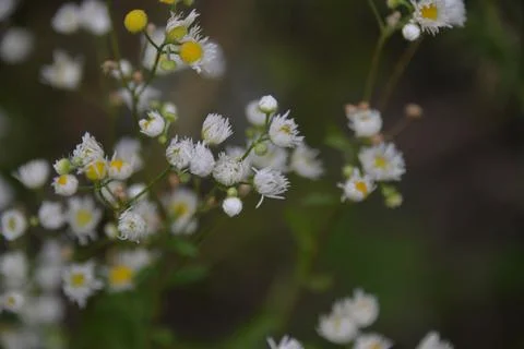 Different herbs grow in the fields in the summer Stock Photos