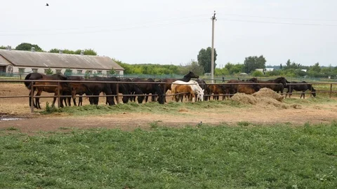 Different horses stand in the stable and eat hay Stock Footage 92839604