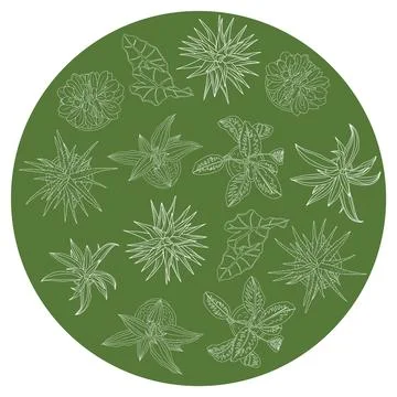 Different house plants top view line drawing. Stock Illustration