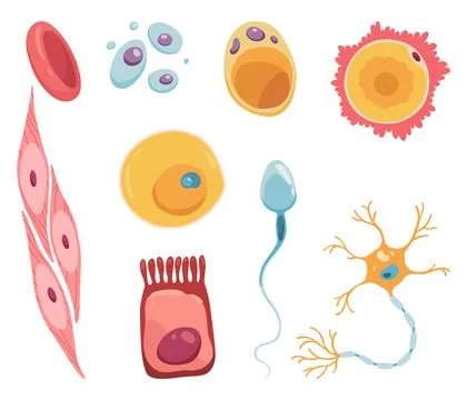 Different human cell types icon set. Medicine and biology illustrative symbol Stock Illustration